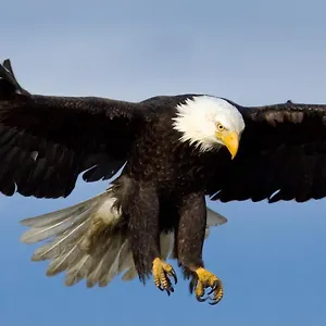 Appartement Eagles Land 